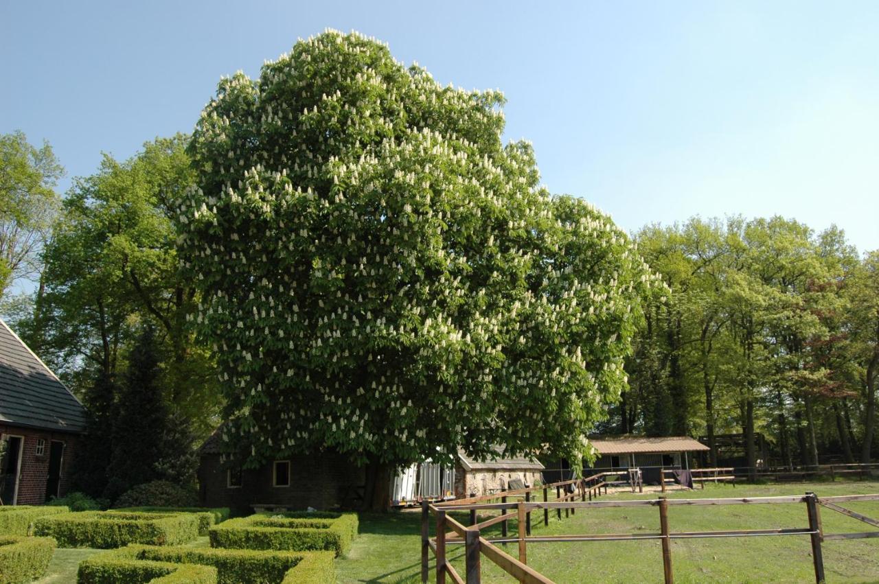 Erve Het Roolvink Boerderij Appartementen 40-50 M2 恩斯赫德 外观 照片